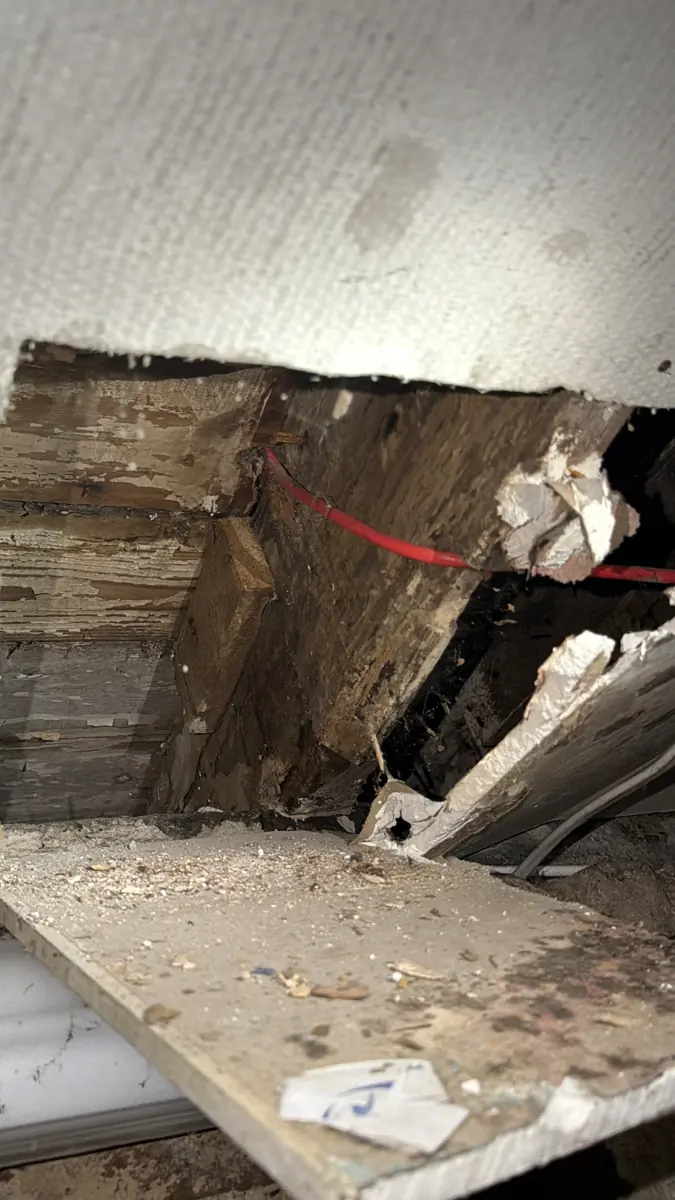 Opened-up ceiling exposing decayed timber joists and boards